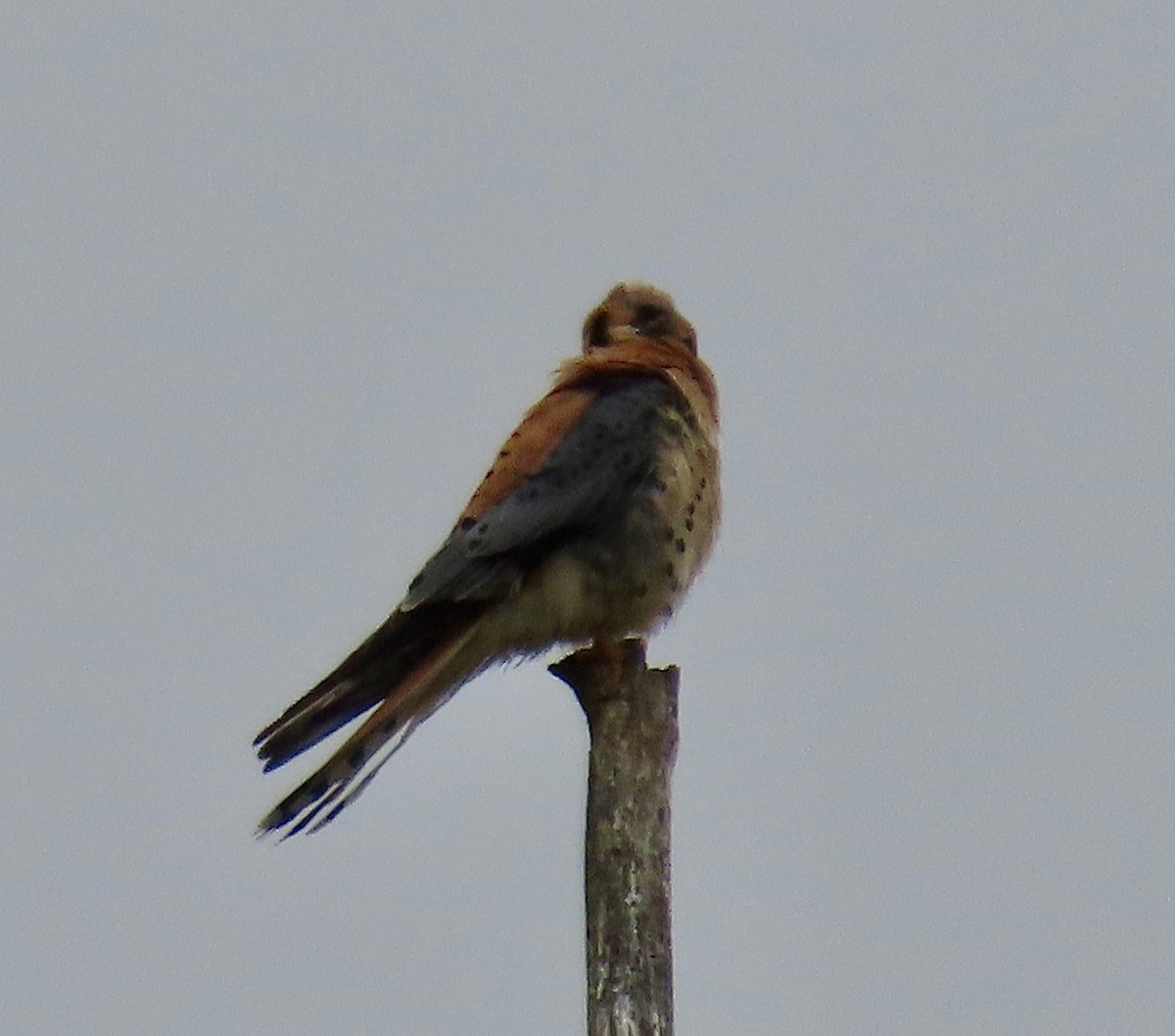 American Kestrel - ML619631310