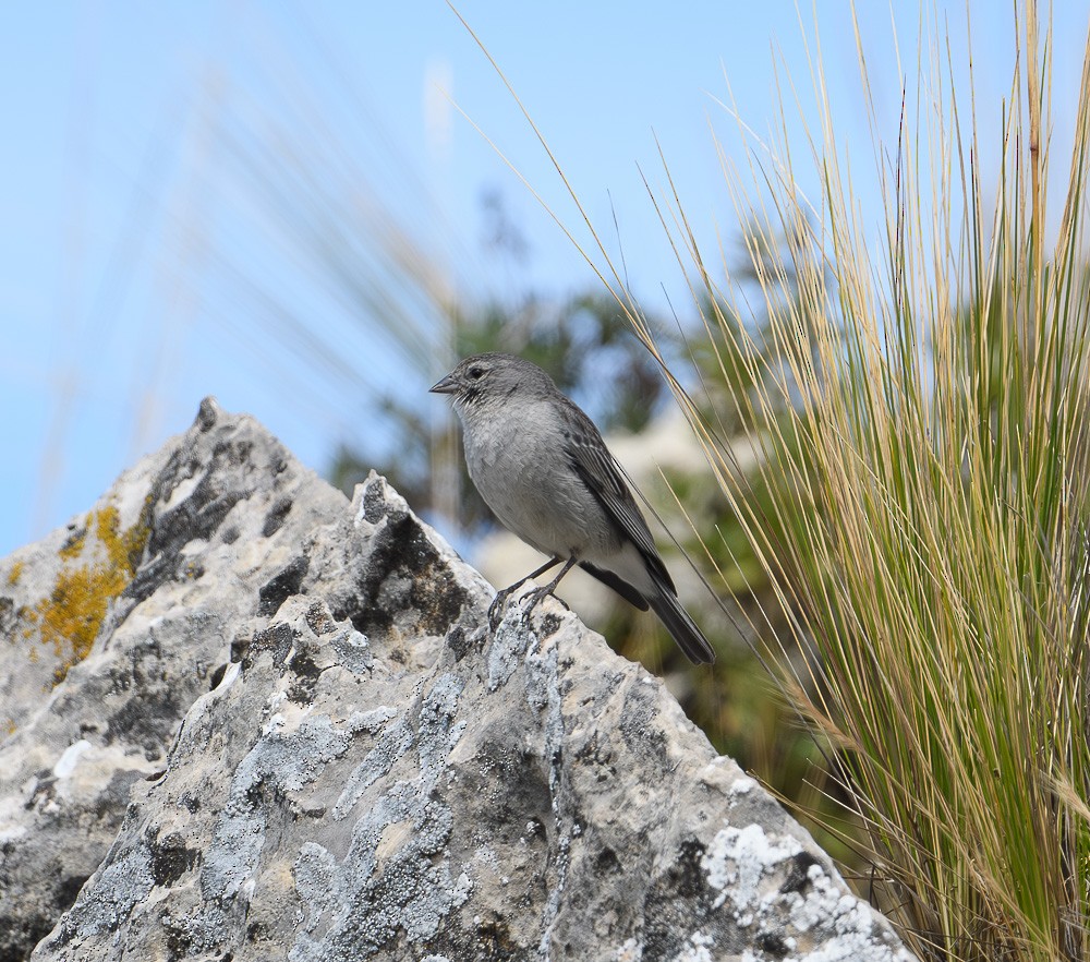Plumbeous Sierra Finch - Jose-Miguel Ponciano