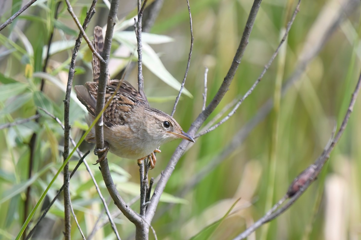 Sedge Wren - Ed Poropat