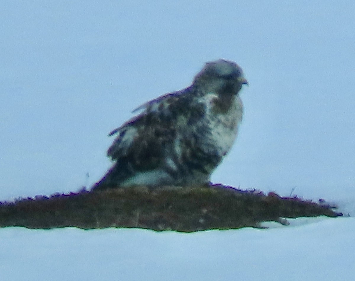 Rough-legged Hawk - Suzanne Roberts