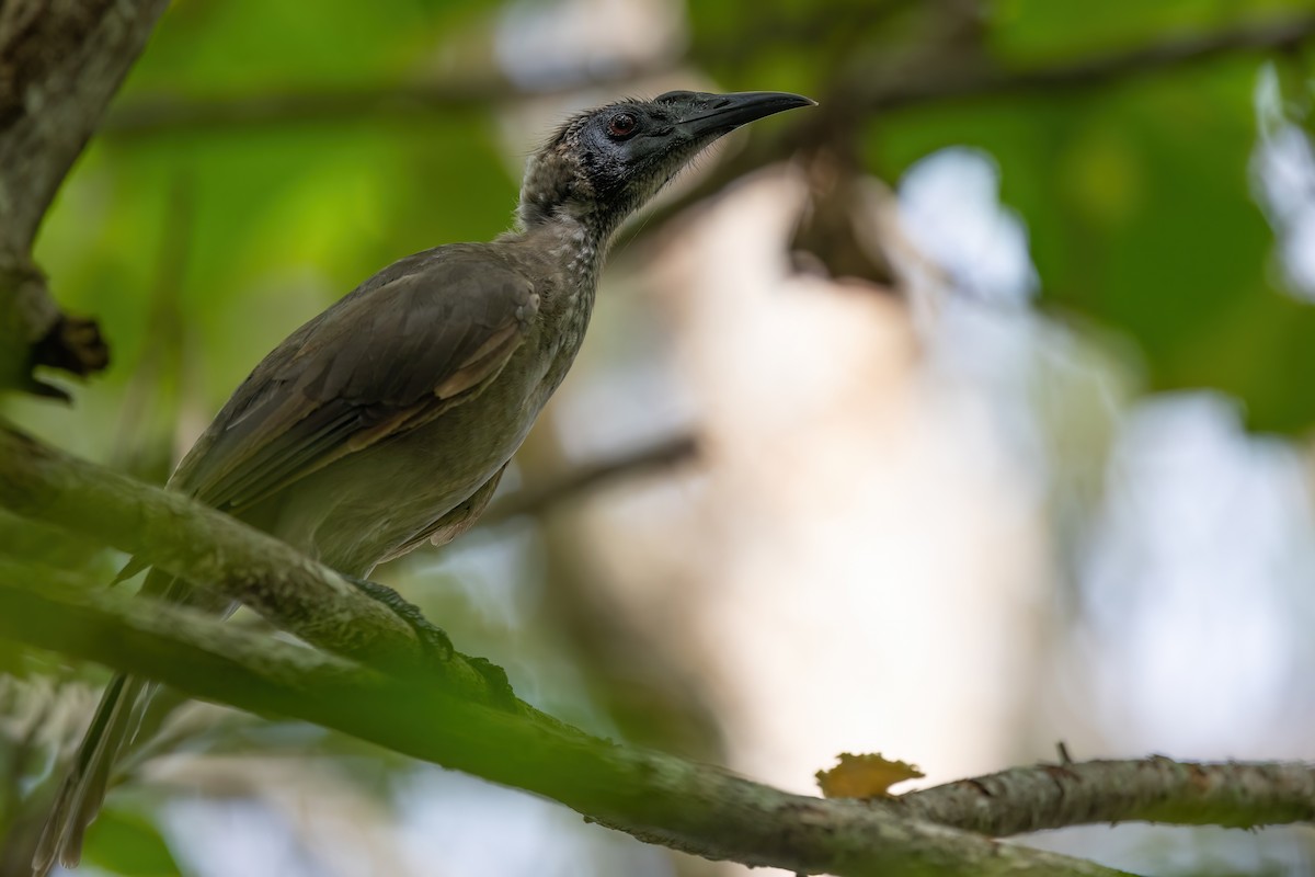 Helmeted Friarbird (Hornbill) - Jaap Velden
