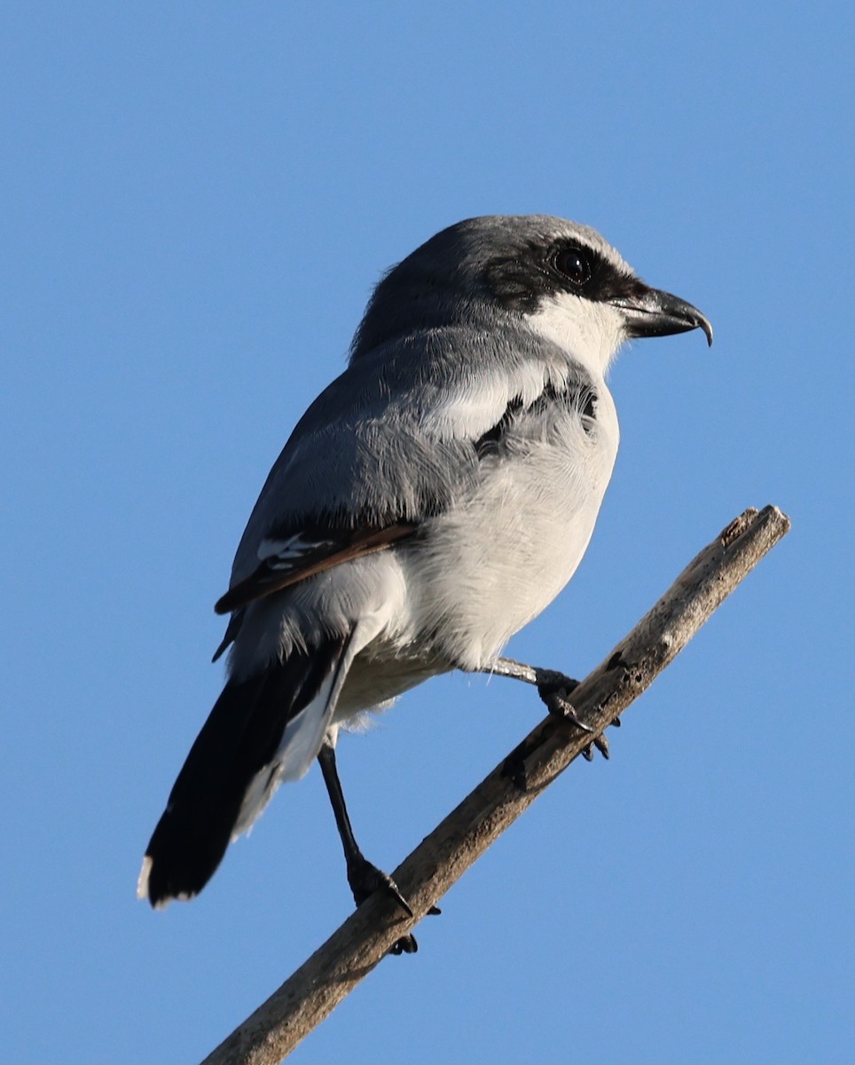 Loggerhead Shrike - Gregory Hamlin