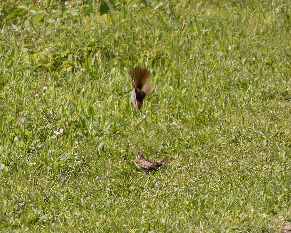 Song Sparrow - ML619631337