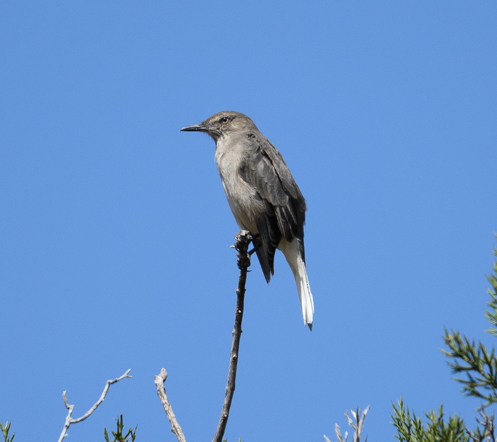 Black-billed Shrike-Tyrant - ML619631343