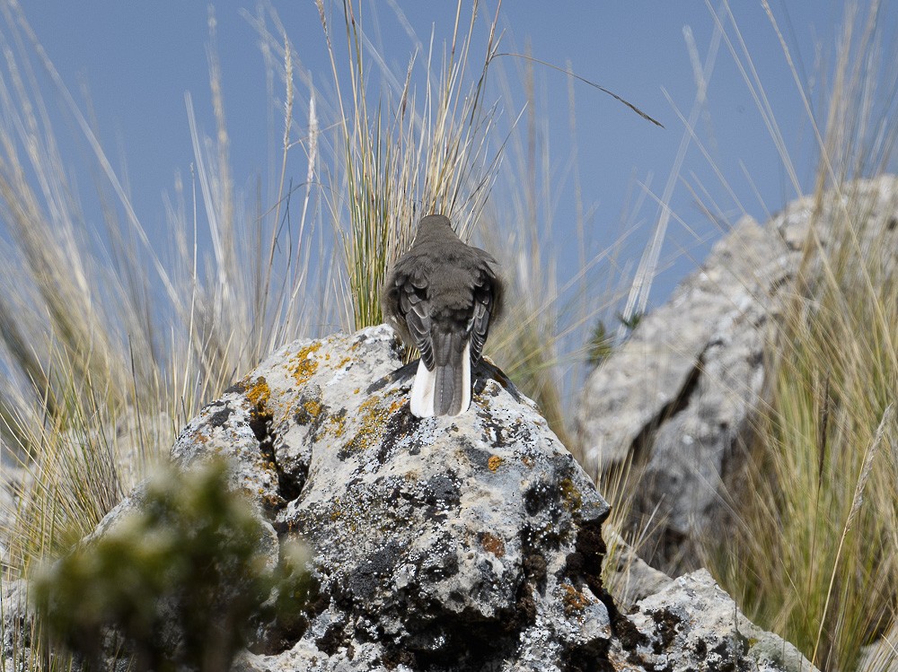 Black-billed Shrike-Tyrant - ML619631349