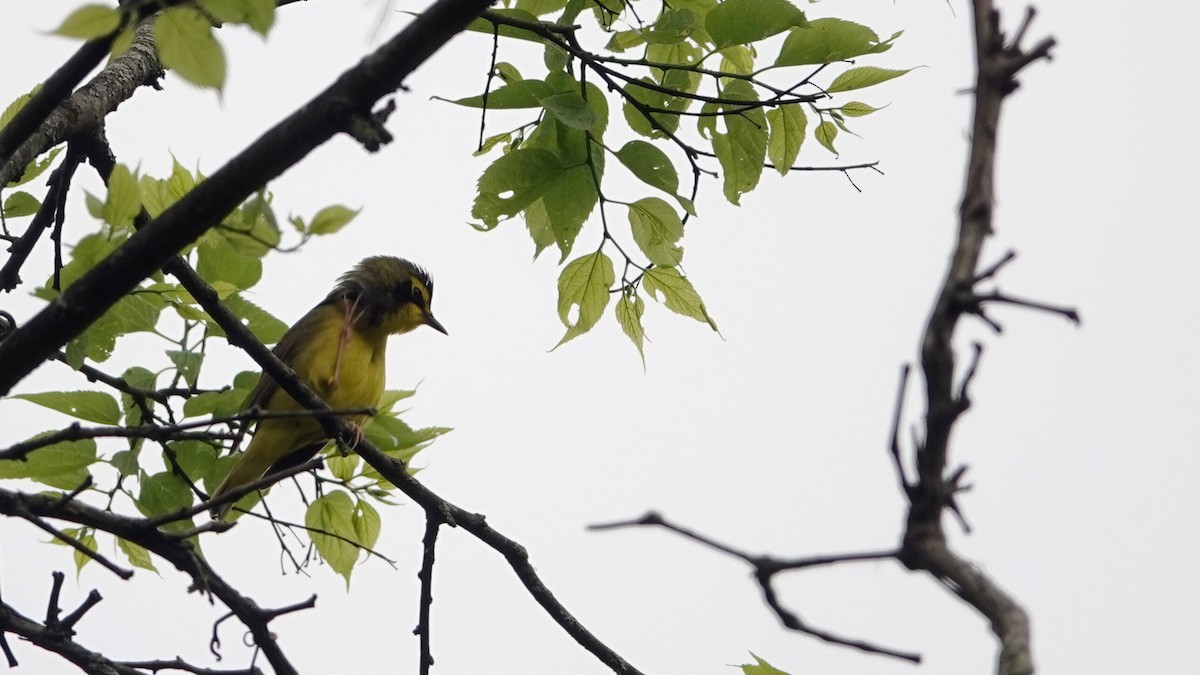 Kentucky Warbler - leo wexler-mann