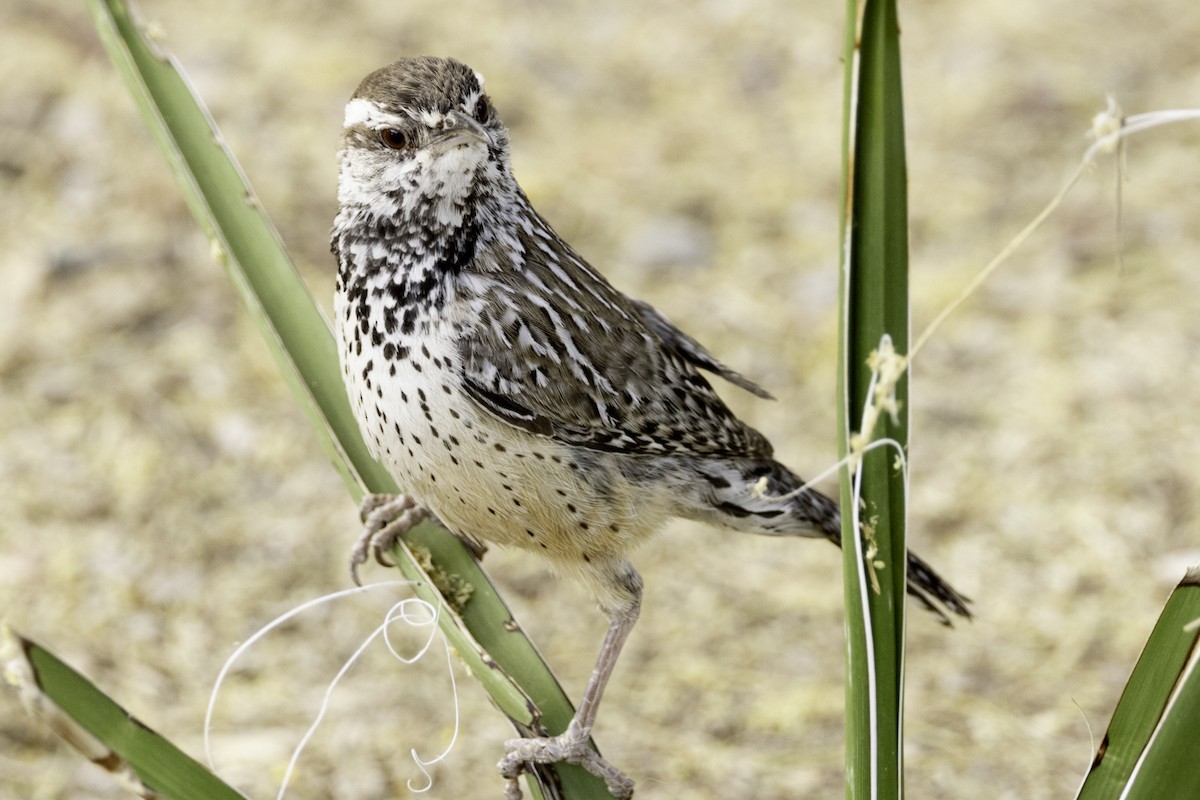 Cactus Wren - Sergio Rivero Beneitez