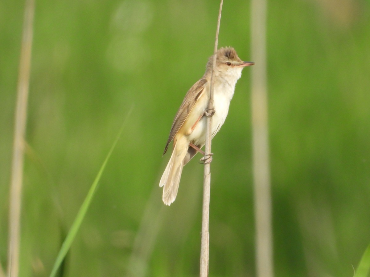 Great Reed Warbler - Danka Jaksic