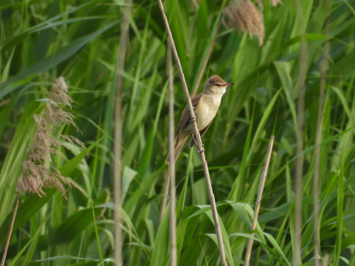 Great Reed Warbler - Danka Jaksic