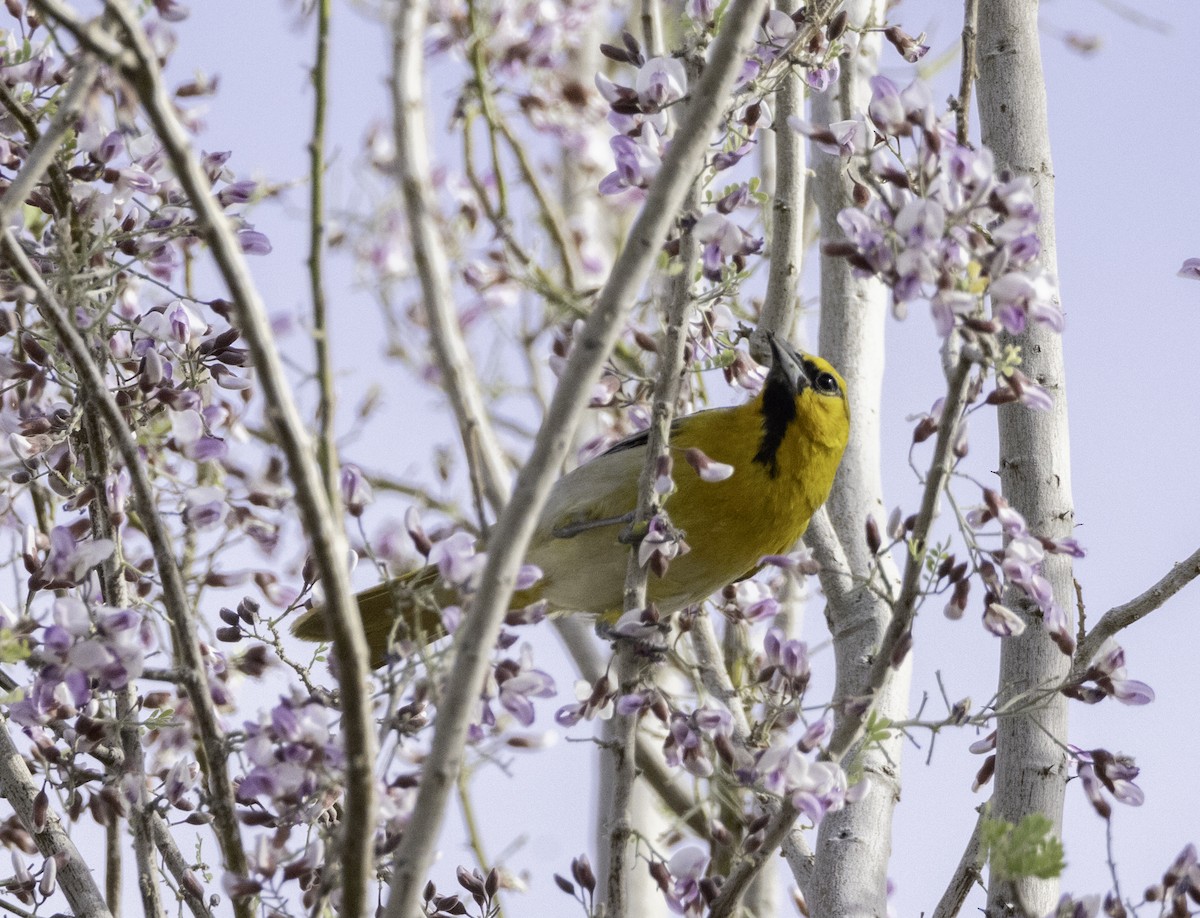 Bullock's Oriole - Sergio Rivero Beneitez