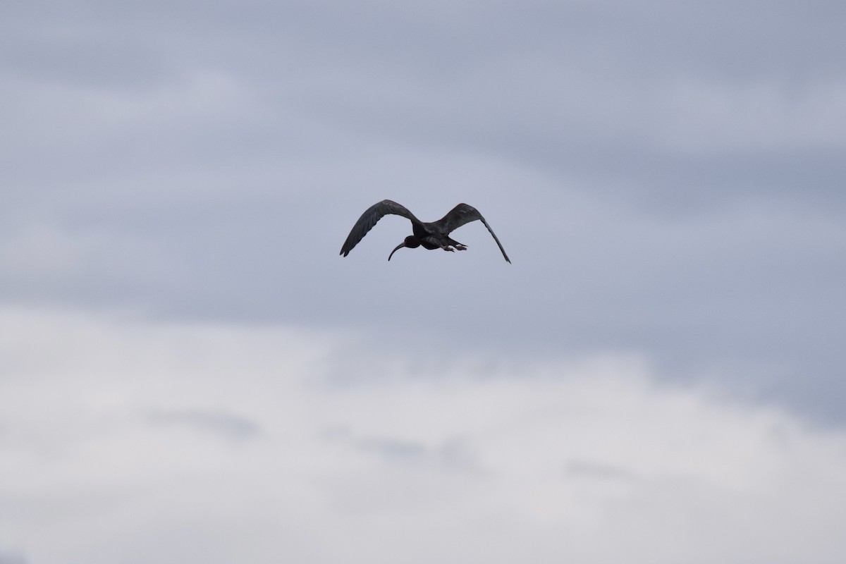 White-faced Ibis - ML619631382