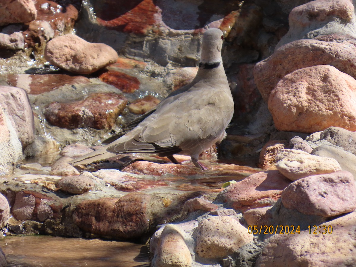 Eurasian Collared-Dove - Andy Harrison