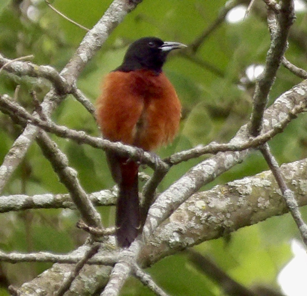 Orchard Oriole - ML619631390