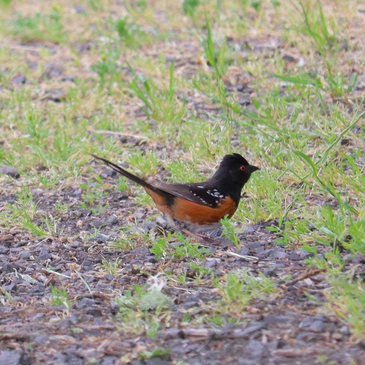Spotted Towhee - ML619631396