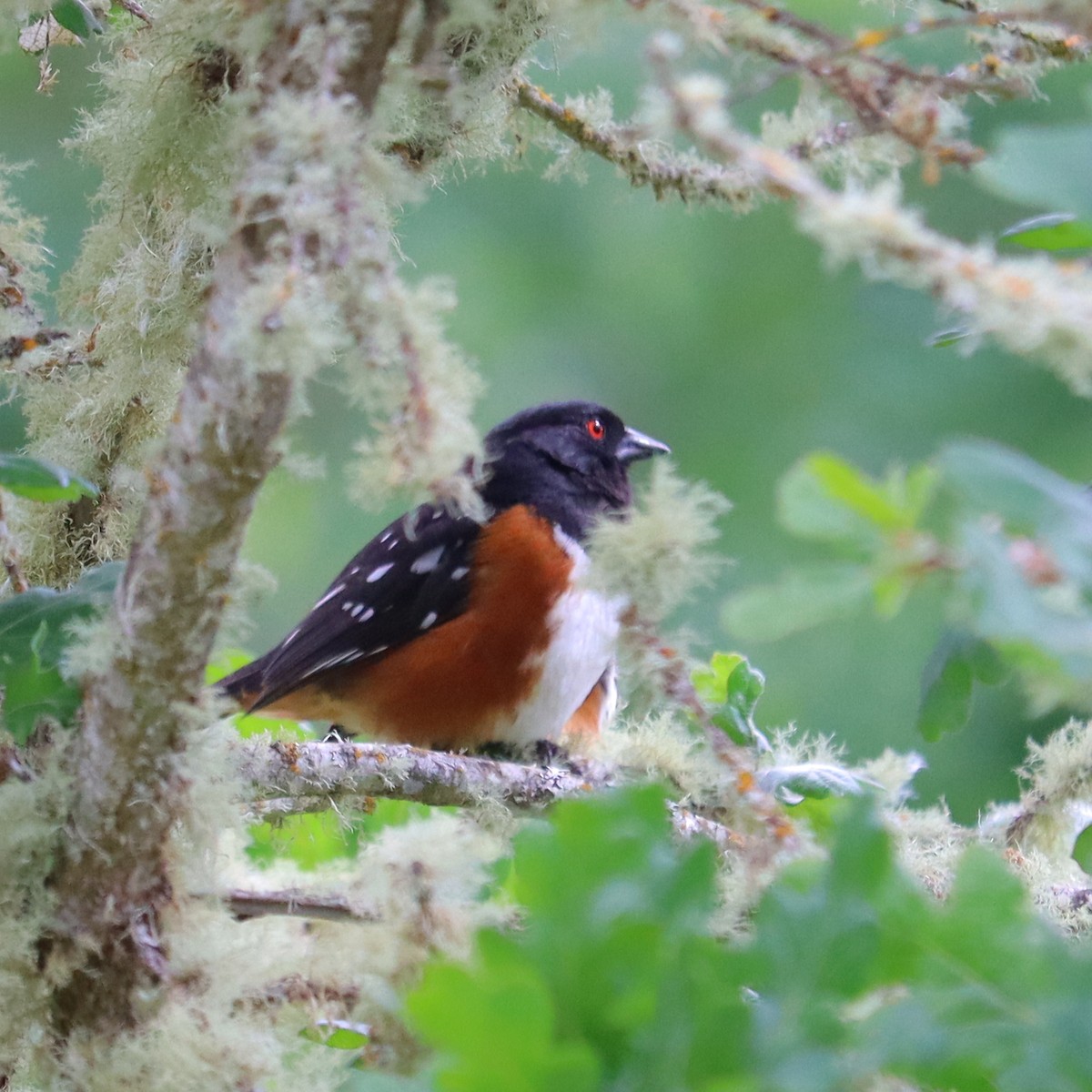 Spotted Towhee - ML619631397