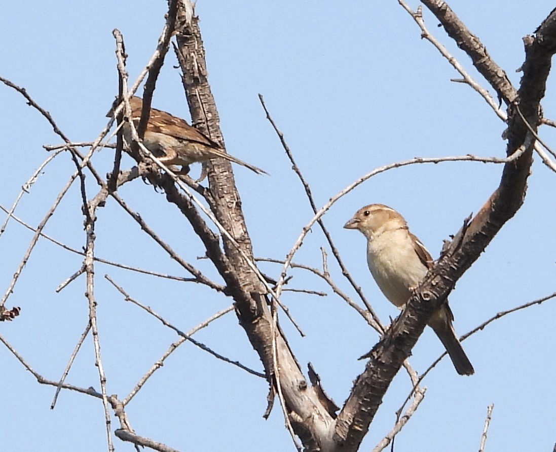 House Sparrow - Guadalupe Esquivel Uribe