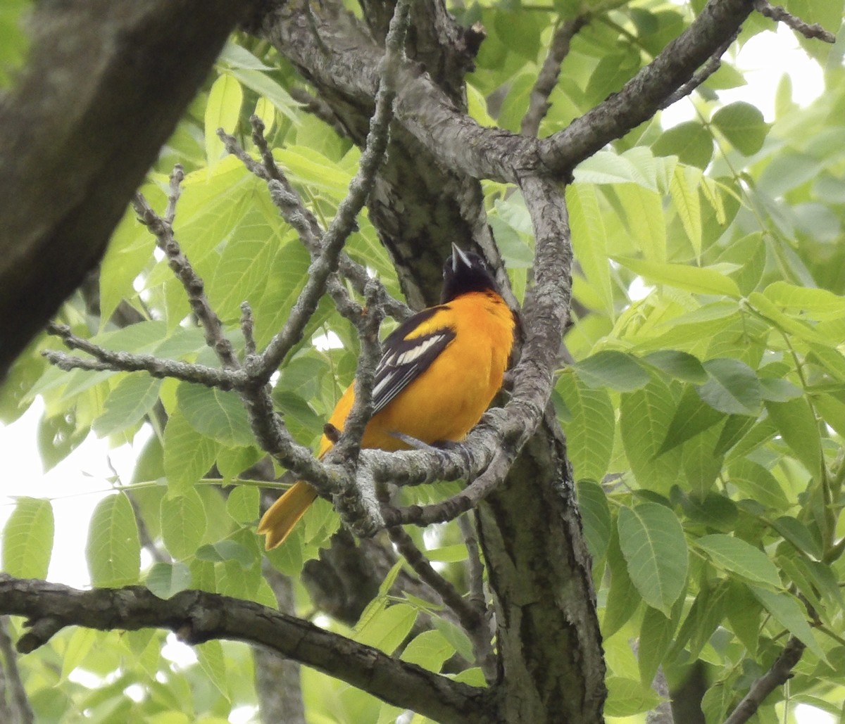 Baltimore Oriole - ML619631400