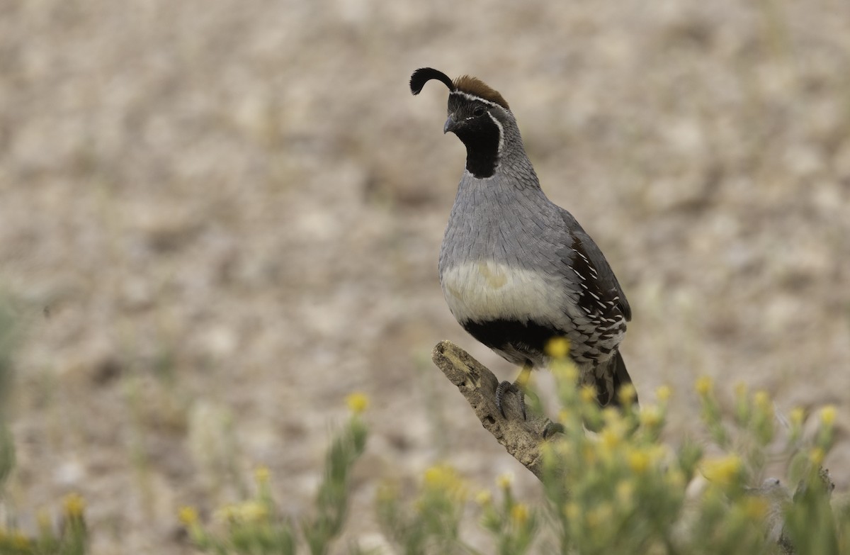 Gambel's Quail - Sergio Rivero Beneitez