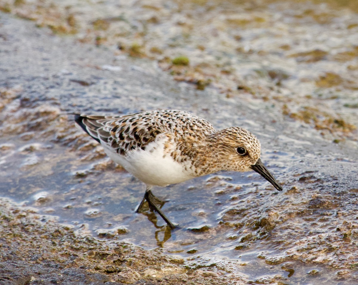 Bécasseau sanderling - ML619631406