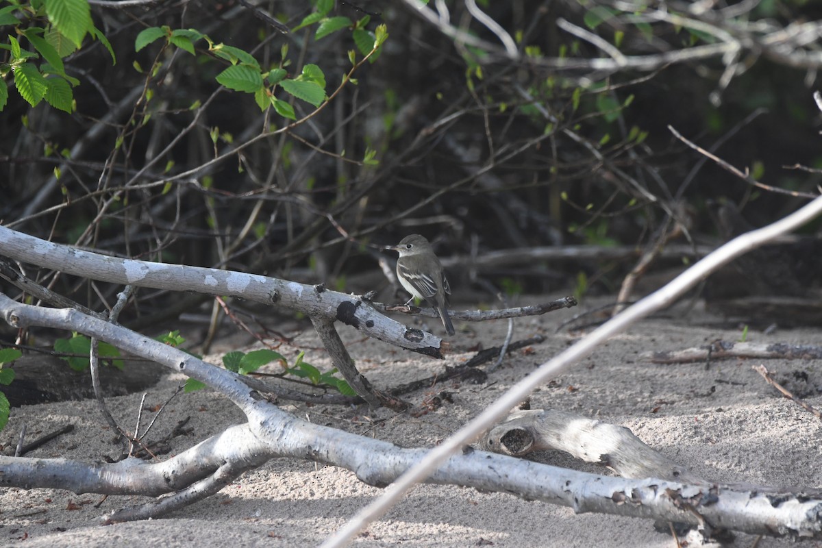 Least Flycatcher - Ryne Rutherford