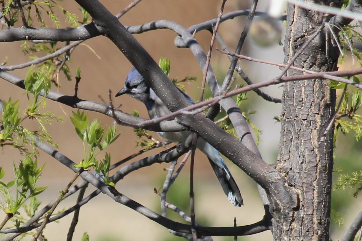 Blue Jay - Connor Thomas