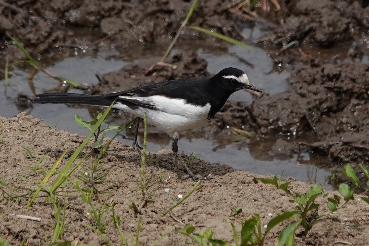 Japanese Wagtail - Terry Doyle