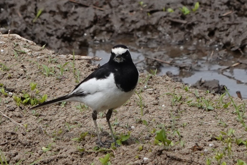 Japanese Wagtail - Terry Doyle