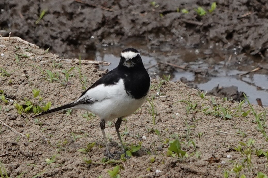 Japanese Wagtail - ML619631413