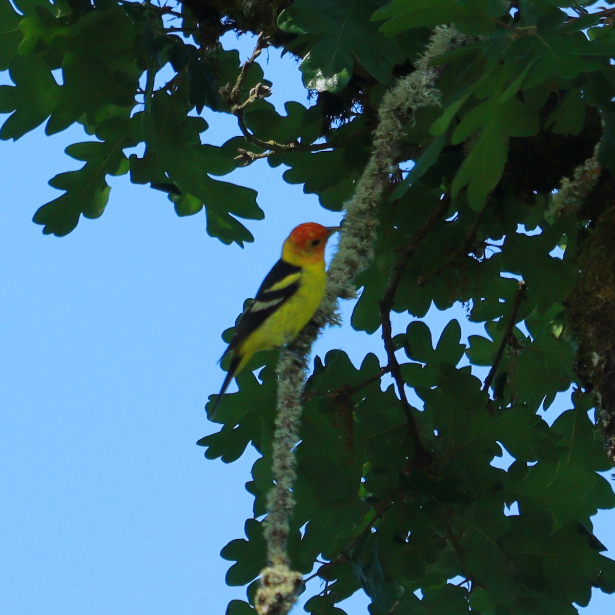 Western Tanager - ML619631416