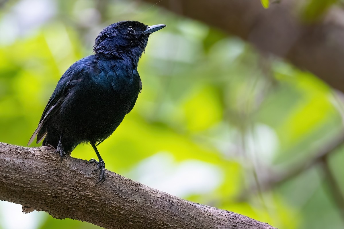 Shining Flycatcher - Jaap Velden