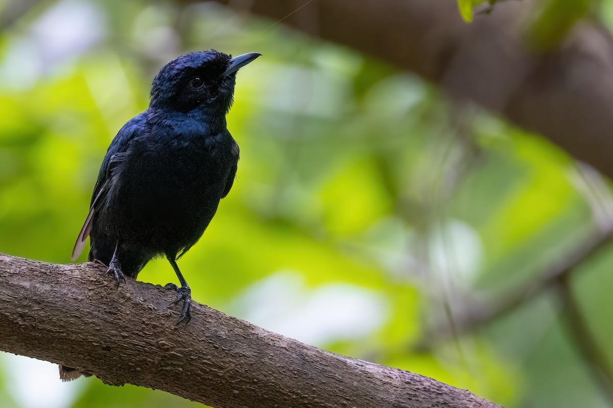 Shining Flycatcher - Jaap Velden