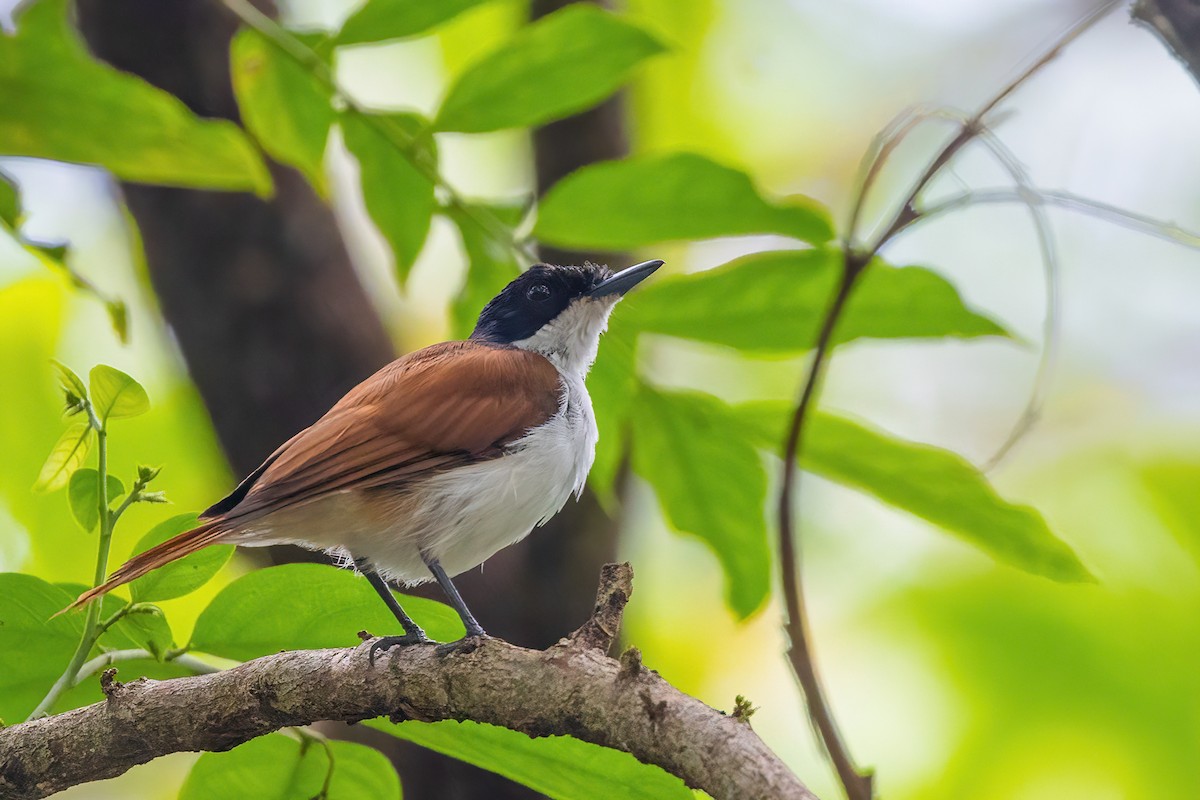 Shining Flycatcher - Jaap Velden