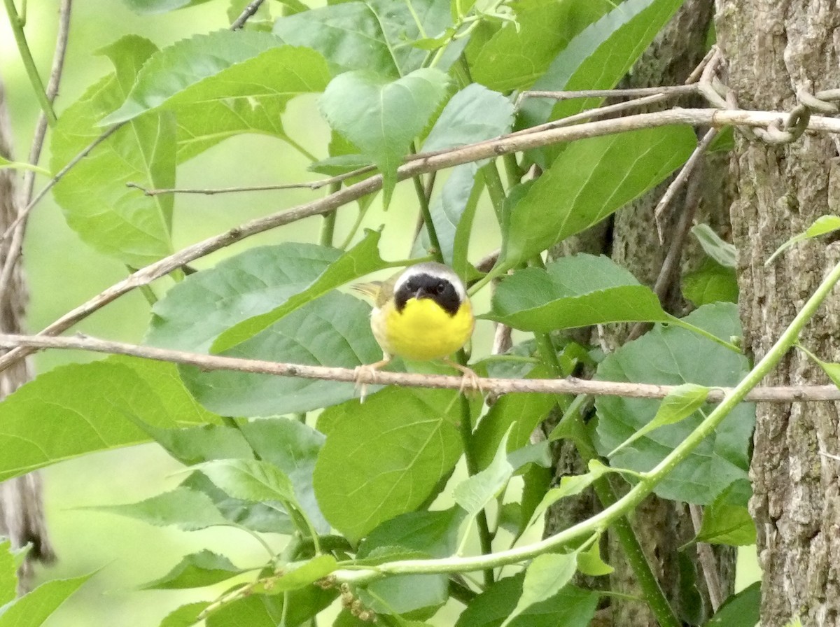 Common Yellowthroat - Kathy Rickey