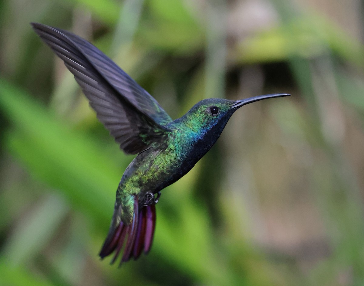 Black-throated Mango - Hubert Stelmach