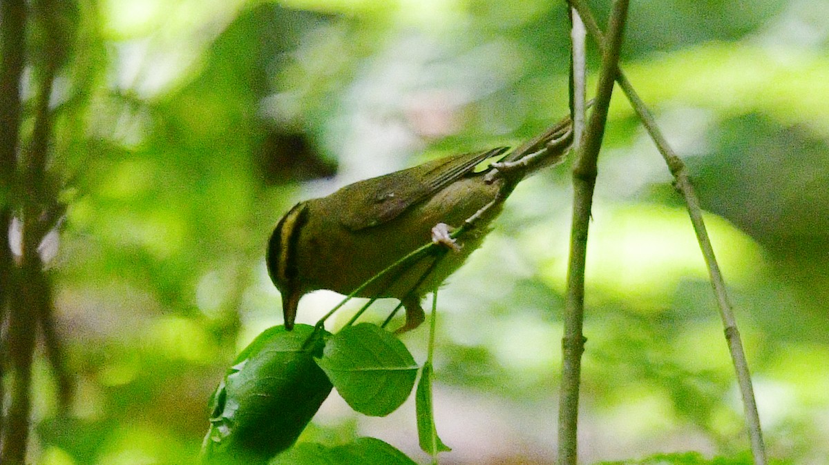 Worm-eating Warbler - Carl Winstead