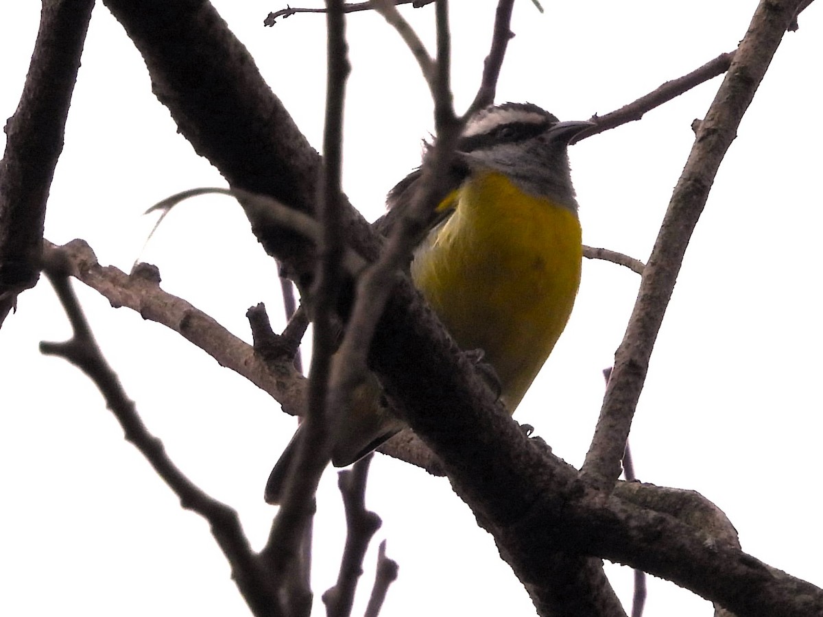 Bananaquit - Aldo Cruz