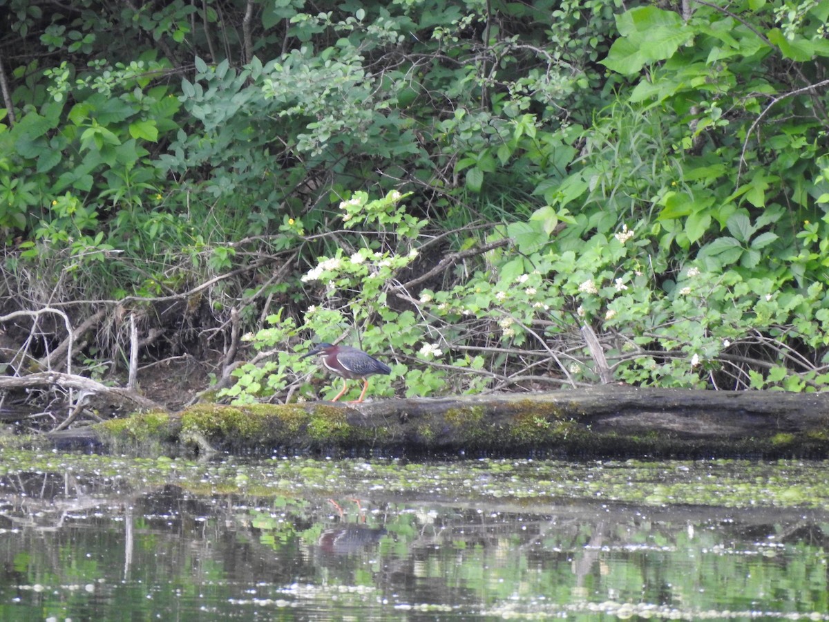 Green Heron - Susan Podlogar