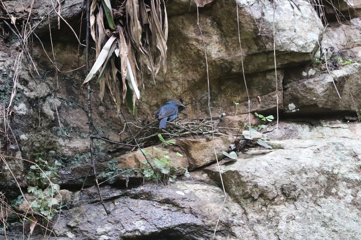 Asian Fairy-bluebird - A.M. Dhivakar