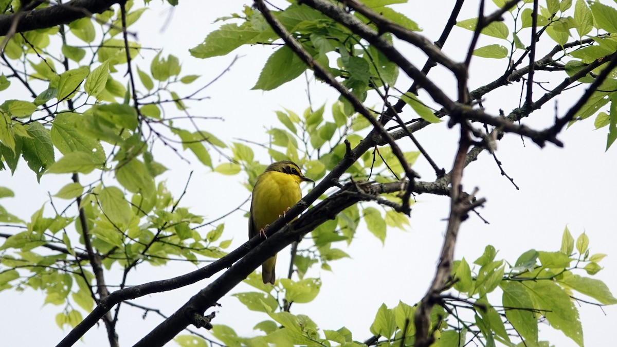 Kentucky Warbler - leo wexler-mann