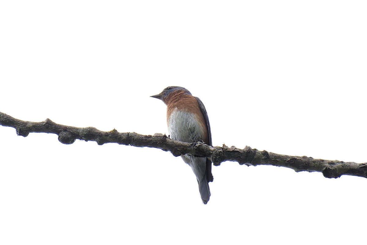 Eastern Bluebird - Michel Desbiens