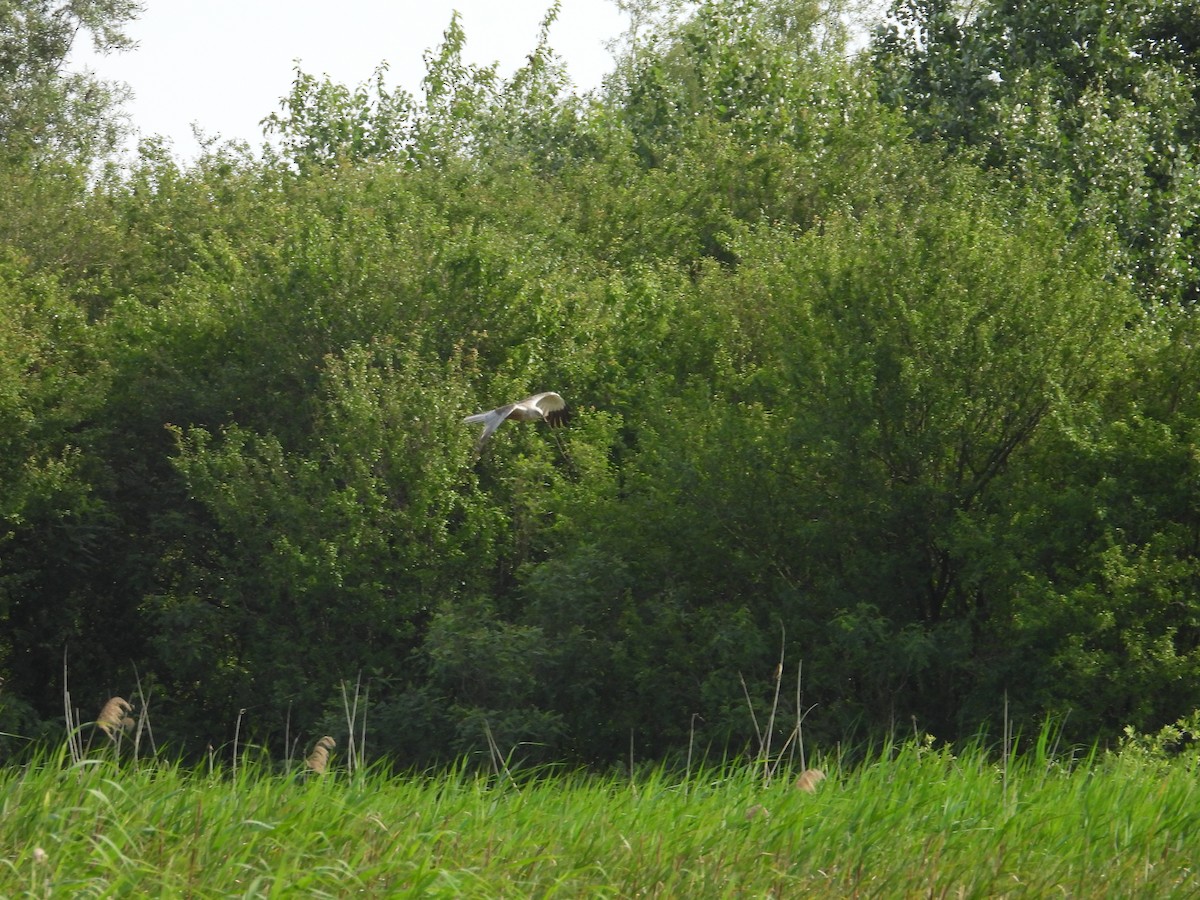 Western Marsh Harrier - Danka Jaksic