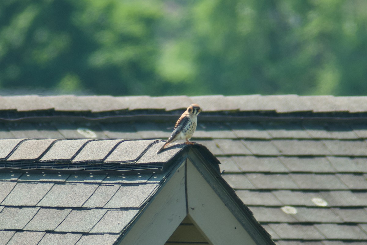 American Kestrel - ML619631454