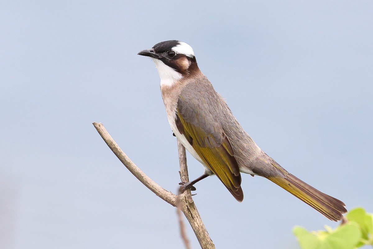 Light-vented Bulbul (formosae/orii) - ML619631455