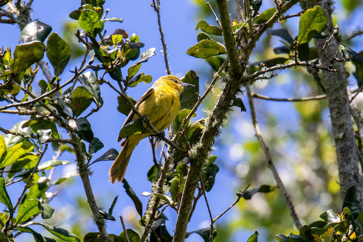 Orchard Oriole - Mark Wilson