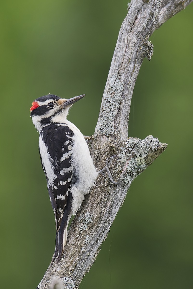 Hairy Woodpecker - Michel Desbiens