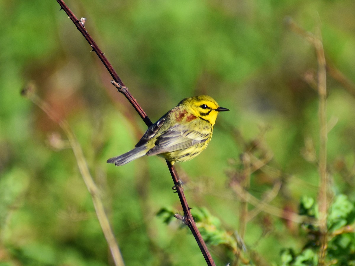 Prairie Warbler - Chris Liazos