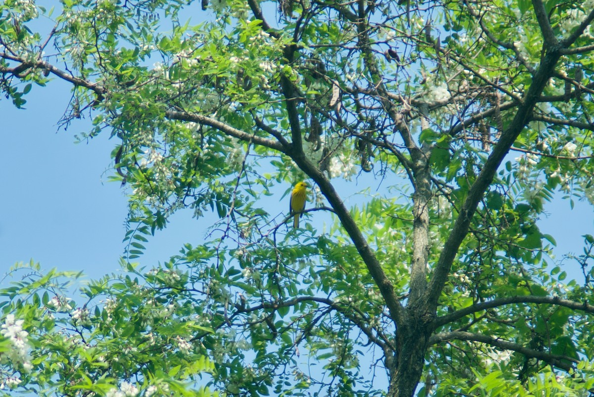 Yellow Warbler - Jasper Weinberg