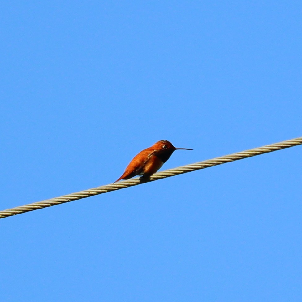 Rufous Hummingbird - Marinel Falalimpa
