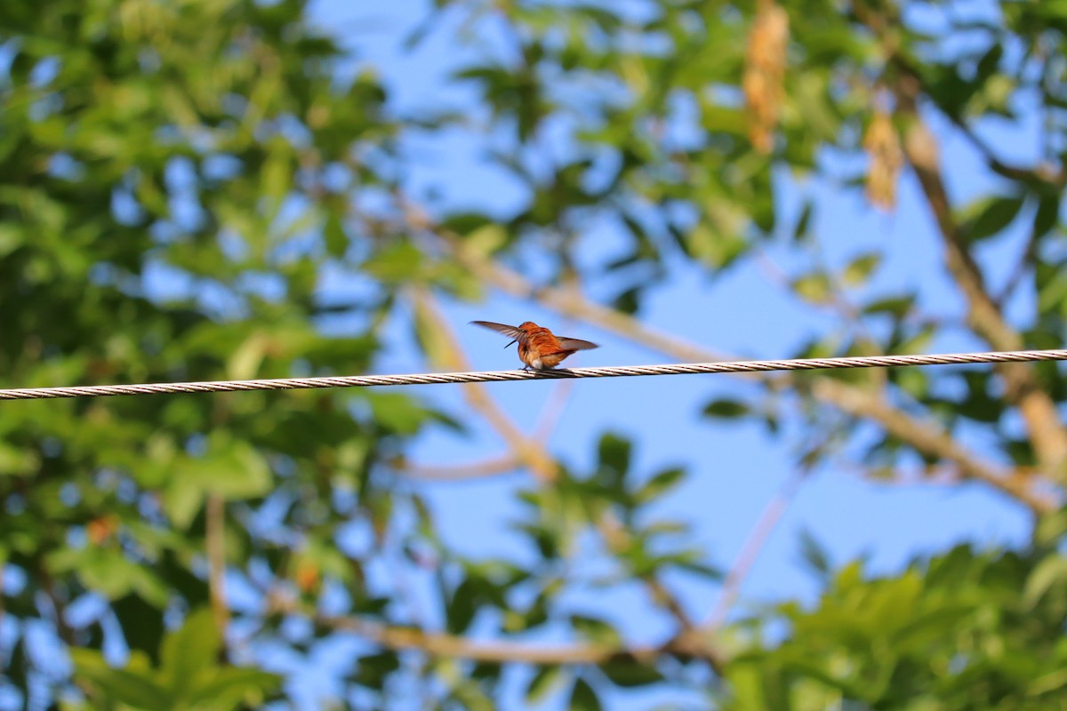 Rufous Hummingbird - Marinel Falalimpa
