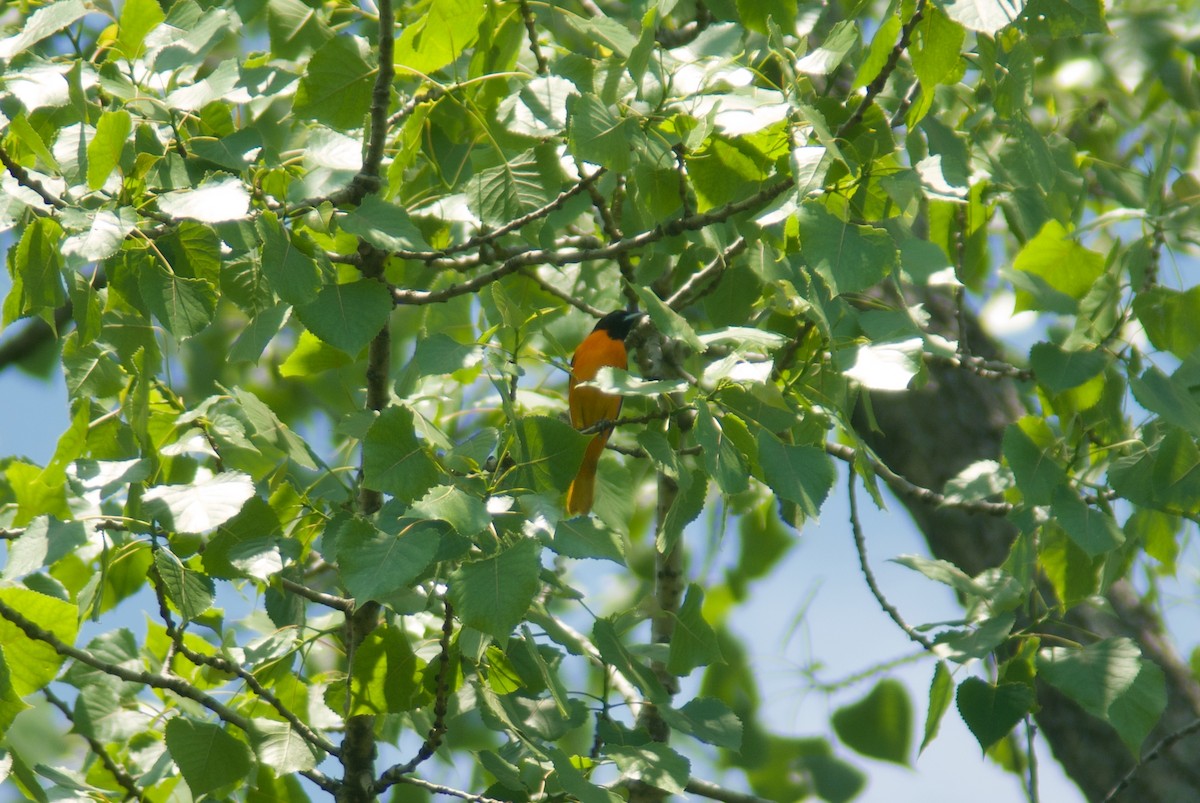 Baltimore Oriole - Jasper Weinberg